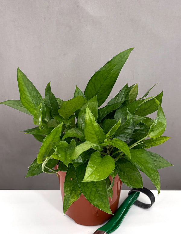 Epipremnum Pinnatum Skeleton Key - Plant Proper - 4" Pot