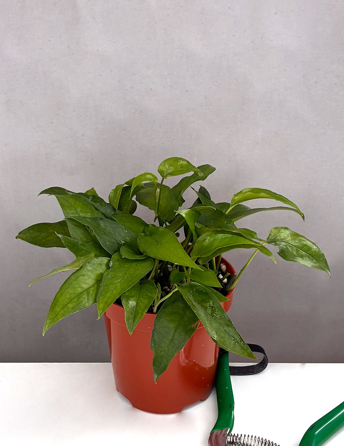 Epipremnum | Houseplants | Always Affordable at Plant Proper