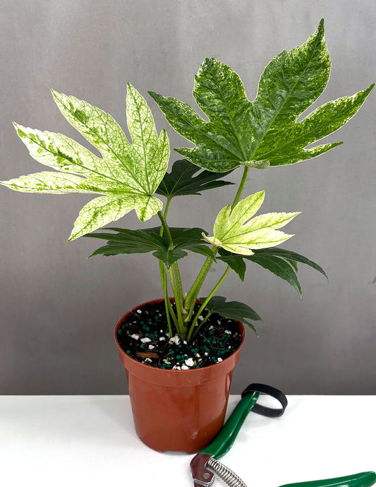 Fatsia Japonica Spiders Web - Plant Proper - 4" Pot