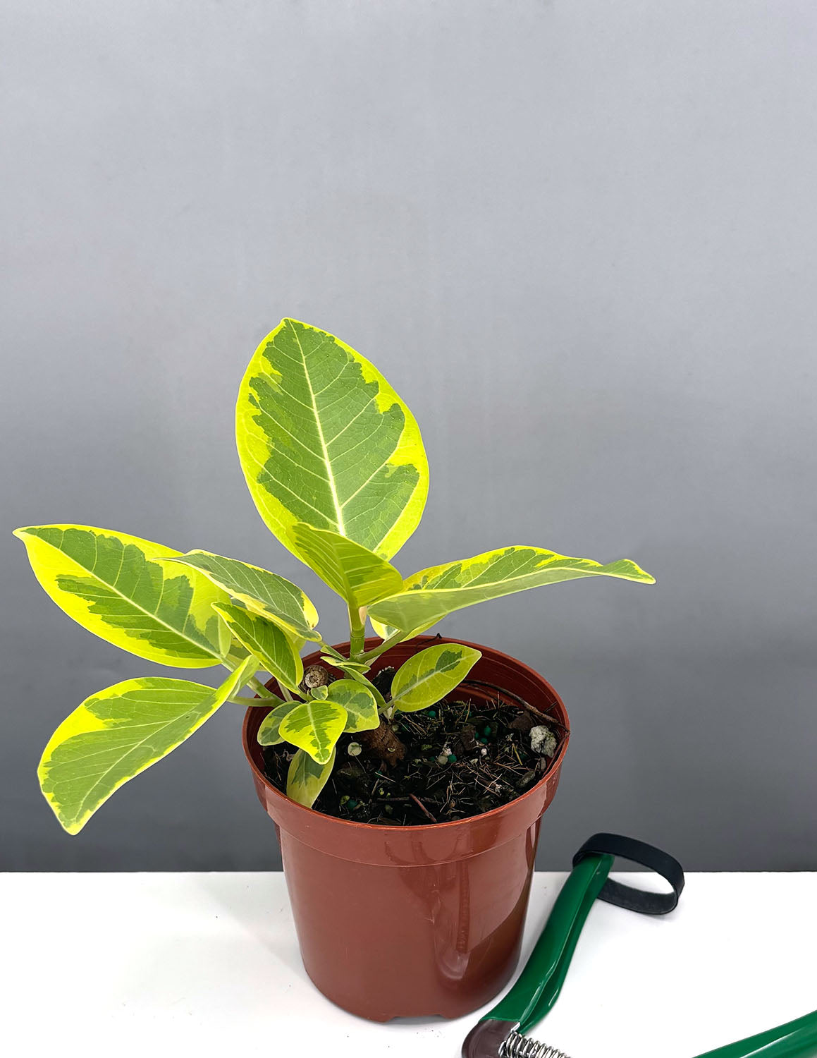ficus altissima variegata Ficus Altissima | Houseplant
