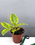 Ficus Altissima - Plant Proper - 4" Pot