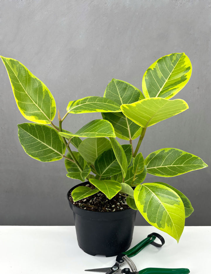 ficus altissima houseplant Ficus Altissima