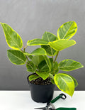 Ficus Altissima - House Plant - Plant Proper - 6" Pot