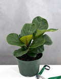 Ficus Lyrata Little Sunshine - Plant Proper - 6" Pot