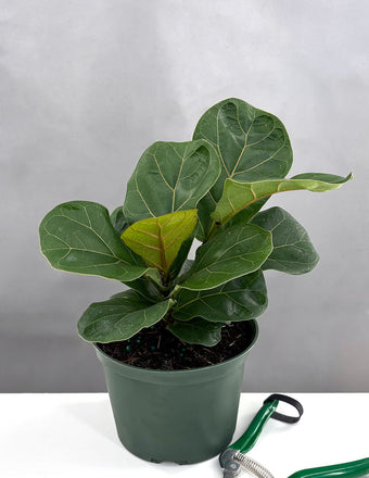 Ficus Lyrata 'Little Sunshine' - Plant Proper - 4" Pot