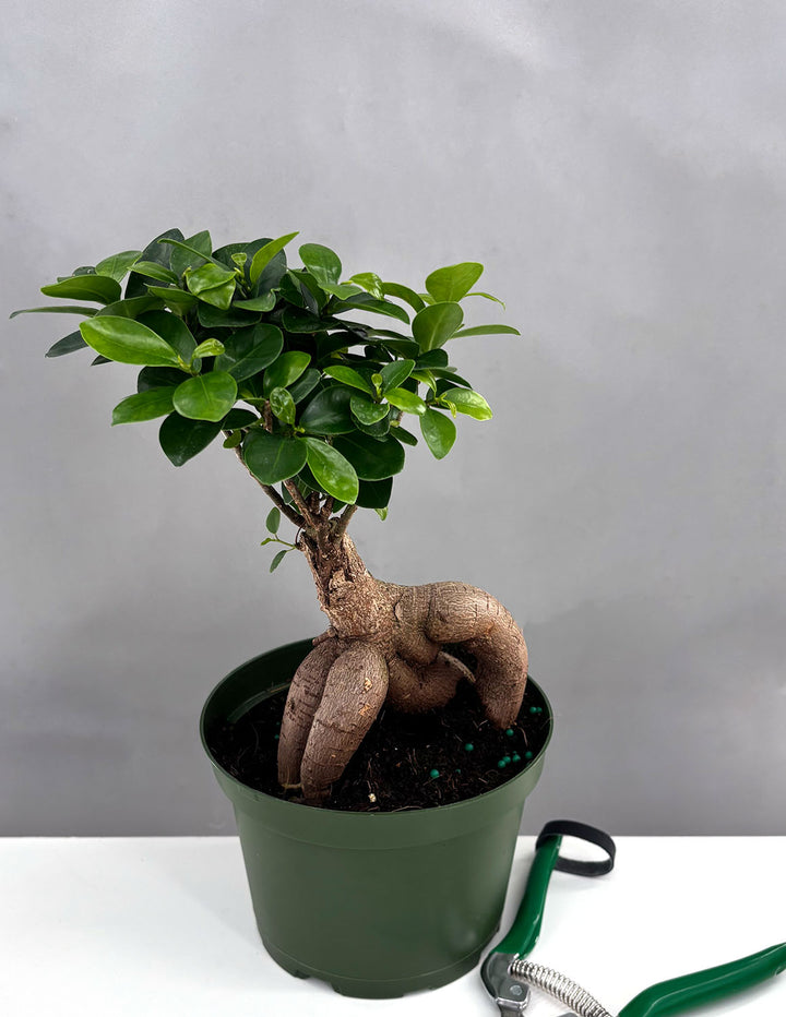 planting ginseng in pots Ficus Ginseng