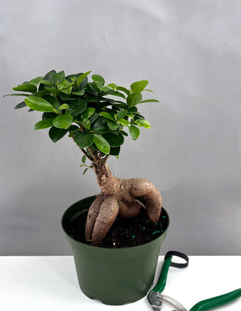 Ficus Ginseng - Plant Proper - 6" Pot