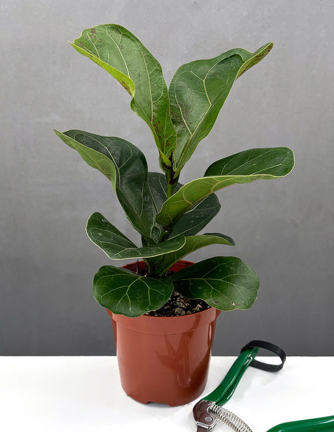 Ficus Lyrata 'Little Sunshine' - Plant Proper - 4" Pot