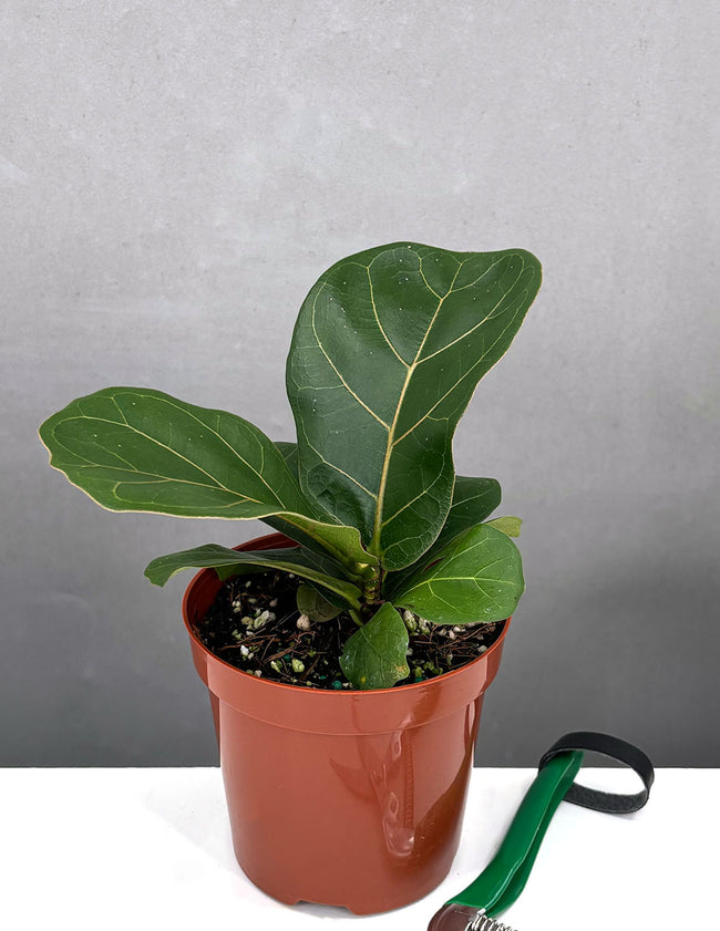 Ficus Lyrata 'Little Sunshine' - Plant Proper - 4" Pot