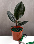 Ficus Burgundy Rubber Tree - Plant Proper - 4" Pot