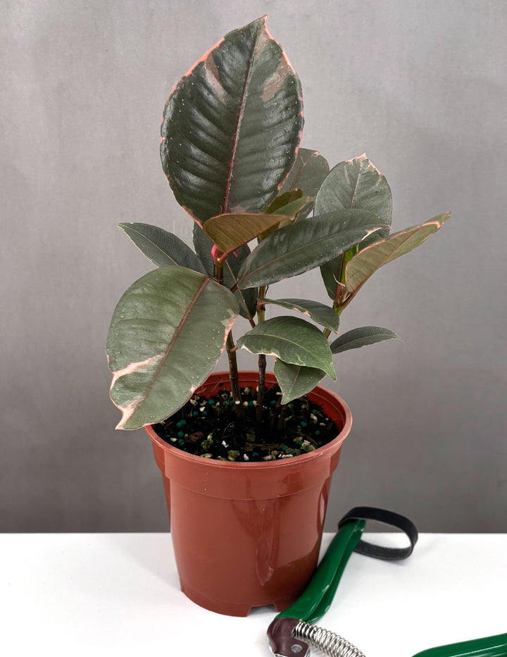 ficus ruby indoor plant Ruby Ficus Rubber Plant - Live Plant in a 4 Inch Growers Pot - Ficus Elastica 'Ruby'