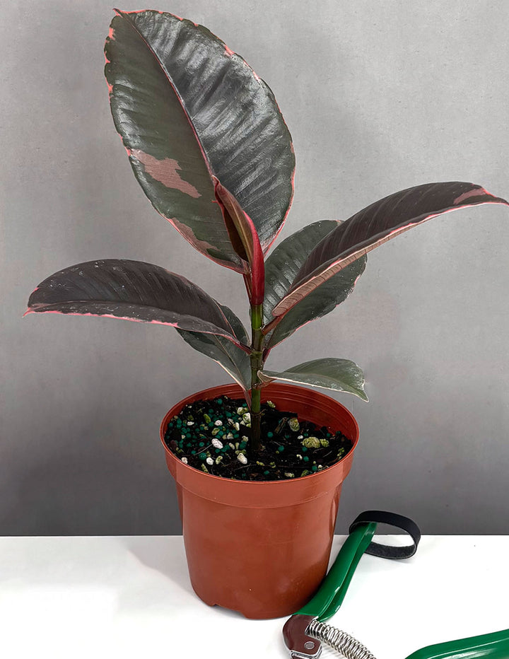 rubber tree tineke vs ruby Ruby Ficus Rubber Plant - Live Plant in a 4 Inch Growers Pot - Ficus Elastica 'Ruby'
