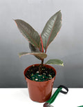 Ficus Ruby - Plant Proper - 4" Pot