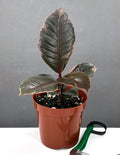 Ficus Elastica Ruby - House Plant - Indoor Plant - Plant Proper - 4"