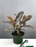 Ficus Elastica Ruby - Plant Proper - 6" Pot