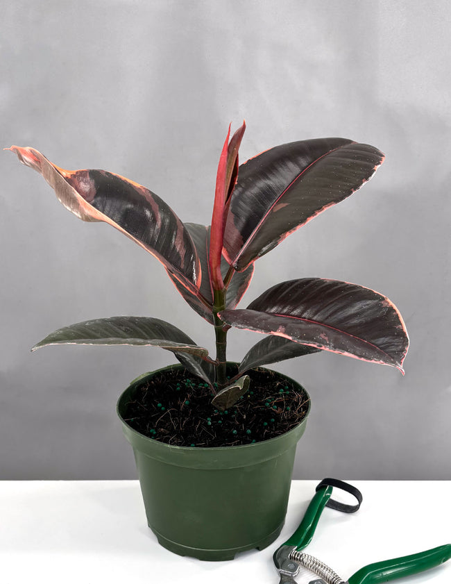Ficus Elastica Ruby