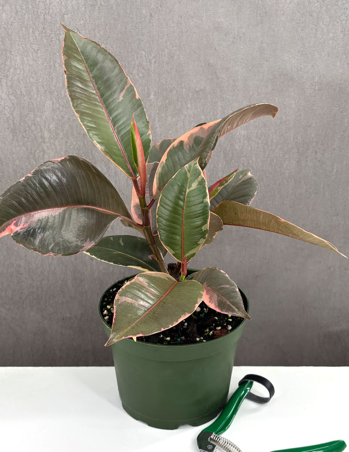 little ruby plant indoor Ruby Ficus Rubber Plant - Live Plant in a 4 Inch Growers Pot - Ficus Elastica 'Ruby'