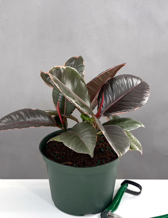 Ficus Elastica Ruby