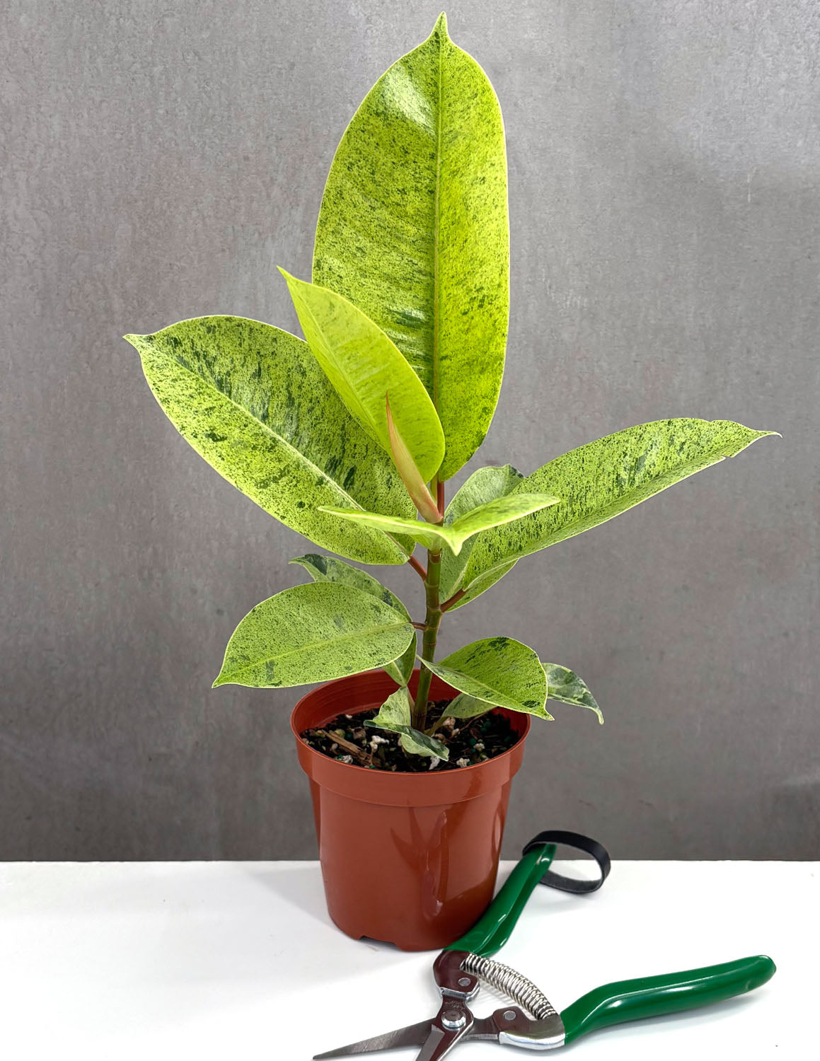 Ficus Shivereana Single - Plant Proper - 4" Pot