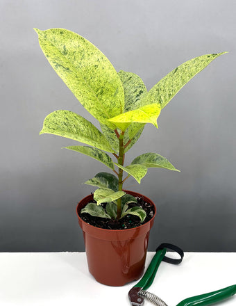 Ficus Shivereana - Plant Proper - 4" Pot