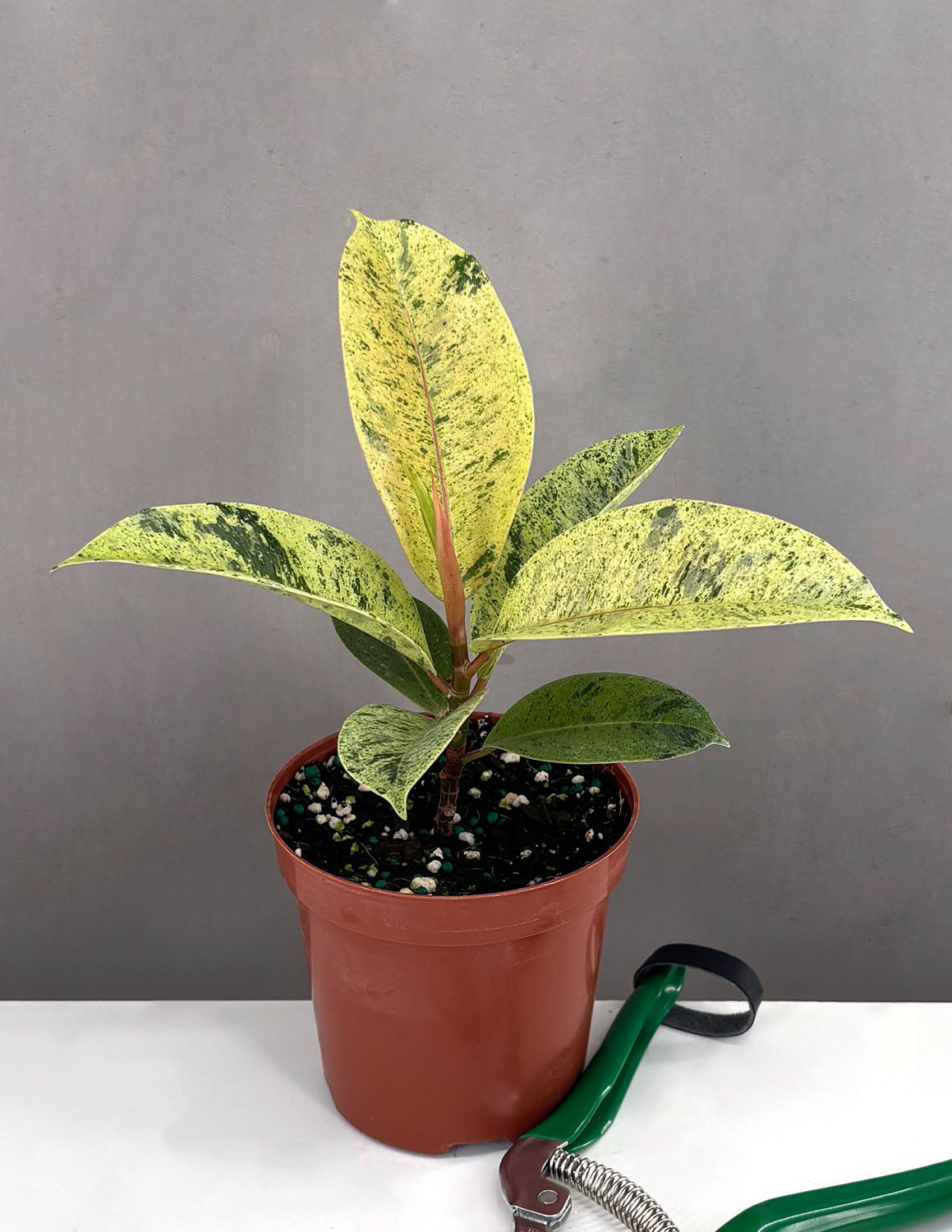 Ficus Shivereana Single - Plant Proper - 4" Pot