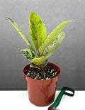 Ficus Shivereana - Plant Proper - 4" Pot