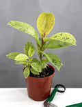 Ficus Shivereana Clump - Plant Proper - 4" Pot