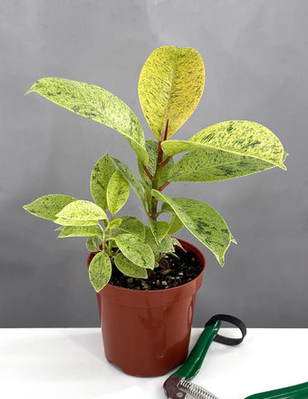 Ficus Shivereana Clump - Plant Proper - 4" Pot