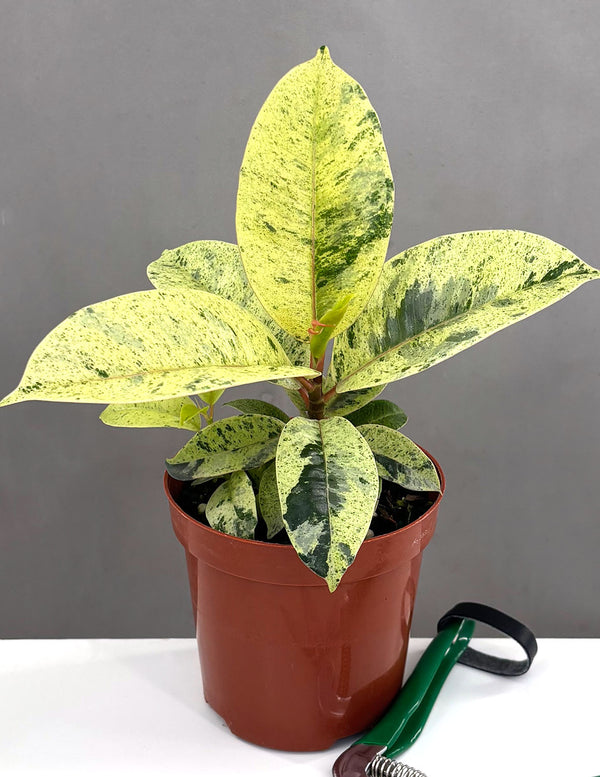 Ficus Shivereana Marble - Plant Proper - 4" Pot