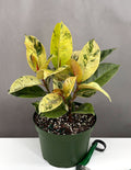 Ficus Shivereana Marble - Plant Proper - 6" Pot