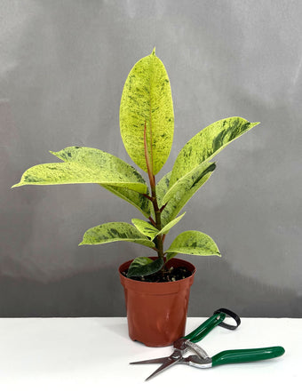Ficus Shivereana Single - Plant Proper - 4" Pot