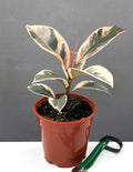 Ficus Tineke - Plant Proper - 4" Pot