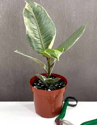 Ficus Tineke - Plant Proper - 4" Pot