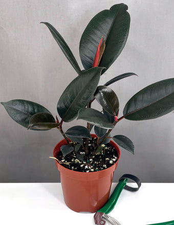 Ficus Burgundy Rubber Tree - Plant Proper - 4" Pot