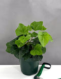 Green Ivy - Plant Proper - 4" Pot