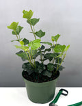 Green Ivy - Plant Proper - 6" Pot