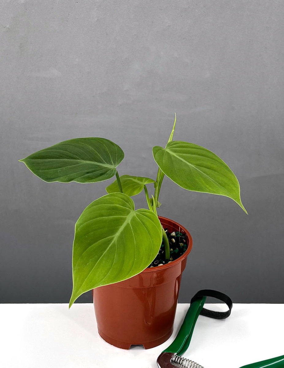 Philodendron Micans 'Green Form' | Houseplants | Always Affordable at ...