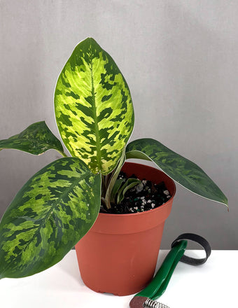 Homalomena Camouflage - Plant Proper - 4" Pot