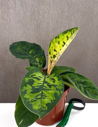 Homalomena Camouflage - Plant Proper - 4" Pot