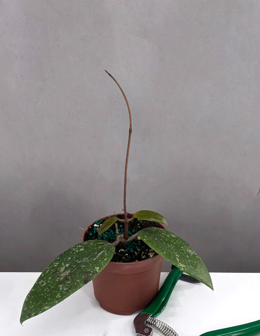 Hoya AH 001 Vietnam - Plant Proper - 3.5" Pot