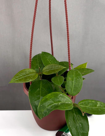 Hoya AH-026 - Plant Proper - 2" Pot