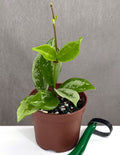 Hoya AH-074 - Plant Proper - 3" Pot