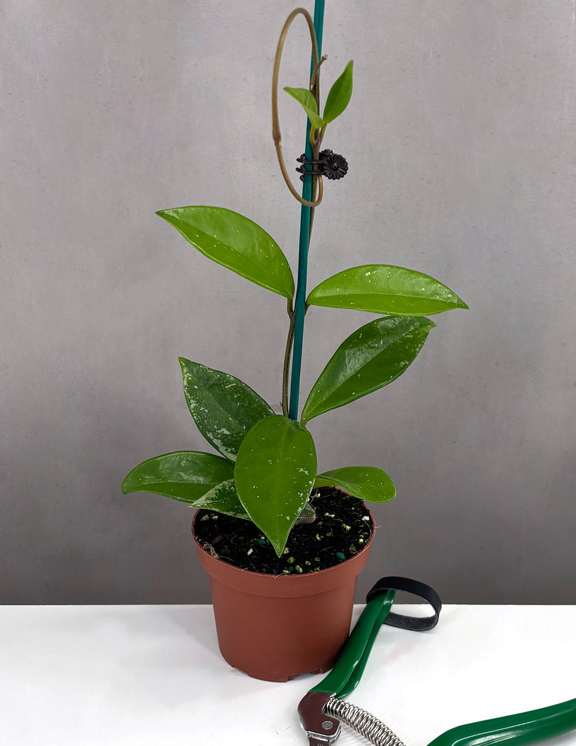 Hoya AH 074
