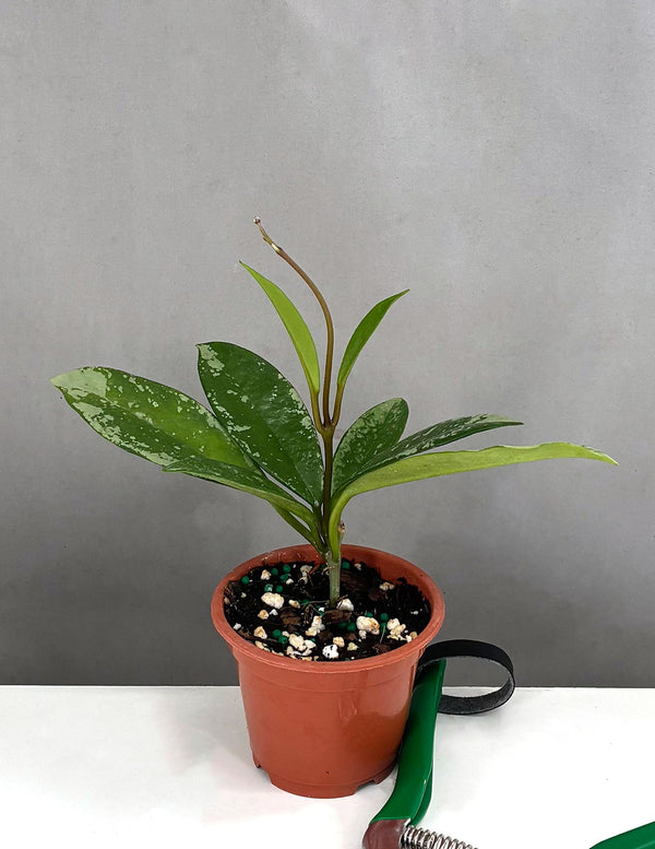 bamboo money plant Lucky Bamboo Plant  Glass Grown Aquatics