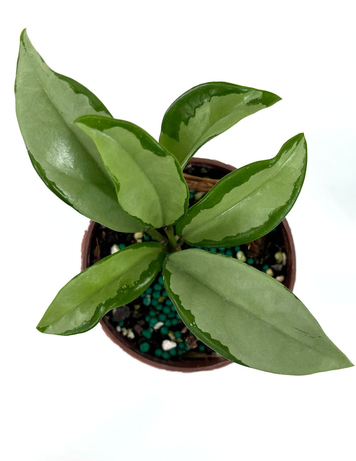 ah planten Hoya AH 074