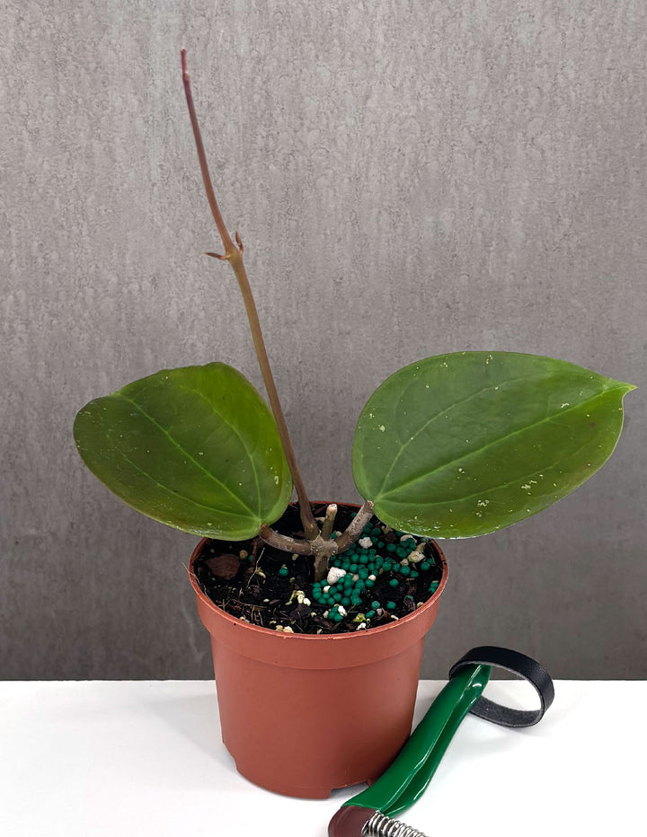 black pot plants Hoya AH Black Magic | Wax Plant