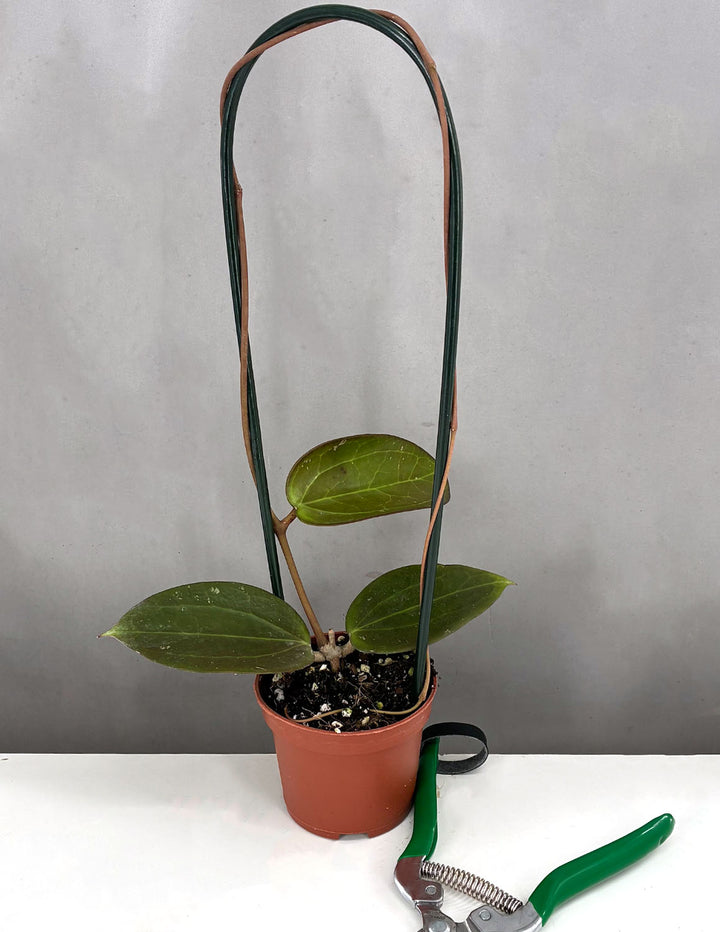 magic plant pot Hoya AH Black Magic | Wax Plant