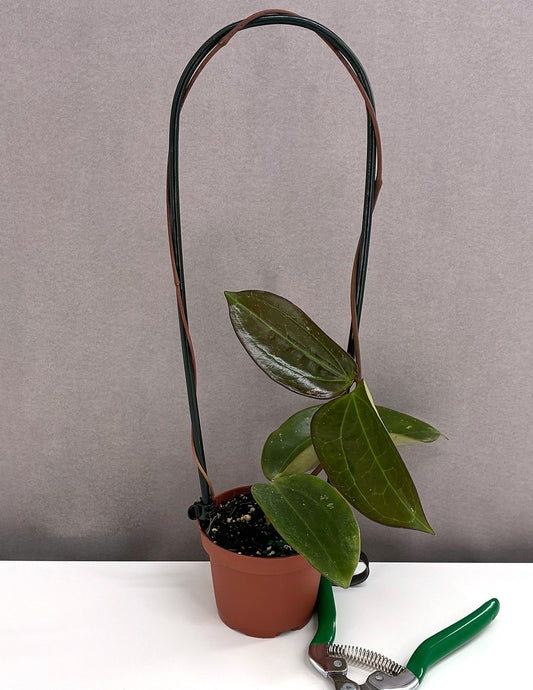 Hoya AH Black Magic - Plant Proper - 3.5" Pot