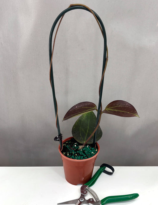 Hoya AH Black Magic - Plant Proper 4" Pot