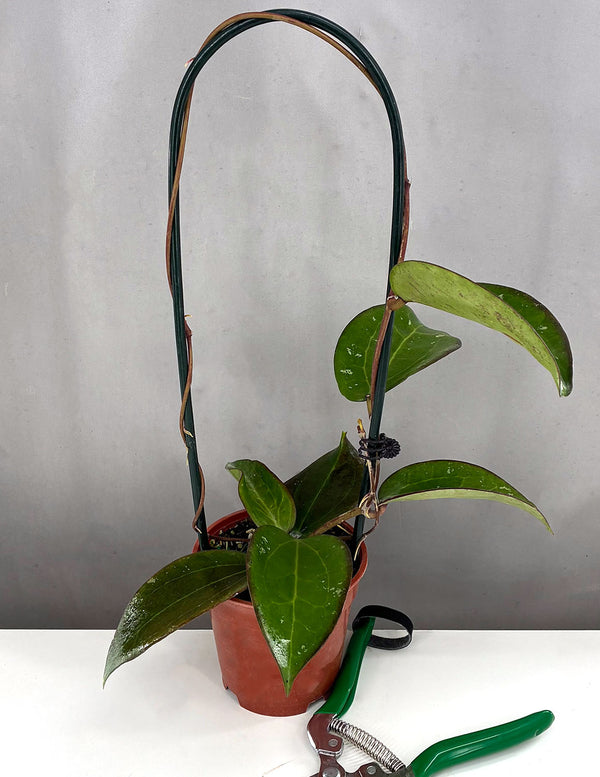 Shop Houseplants For Sale From Our Nursery | Plant Proper